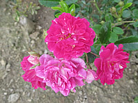 Super Excelsa Super Excelsa