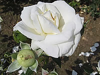 White Cockade White Cockade
