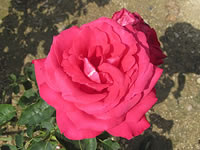 Alecs Red Alecs Red