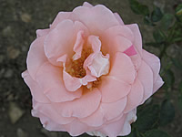 Cantilena Moravica Cantilena Moravica