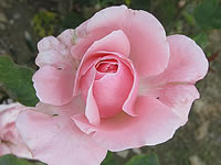 Elisabeth Rose Elisabeth Rose