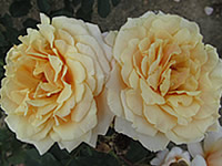 Karamela Karamela