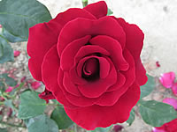 růže Le Rouge Et Le Noire