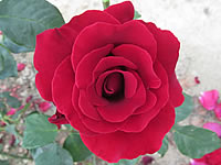 růže Le Rouge Et Le Noire růže Le Rouge Et Le Noire