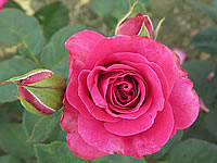 Mary Poppe Mary Poppe