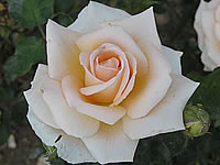 Nette Rosemarie Nette Rosemarie