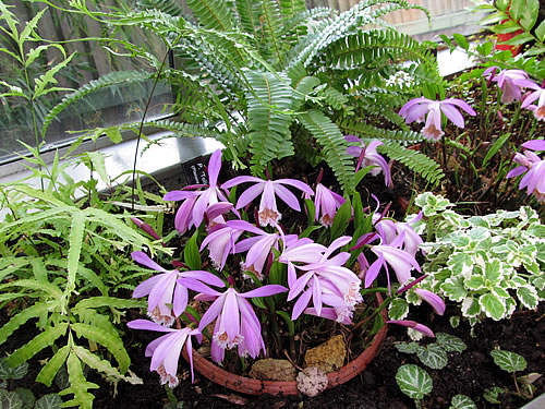 Pleione Pleione