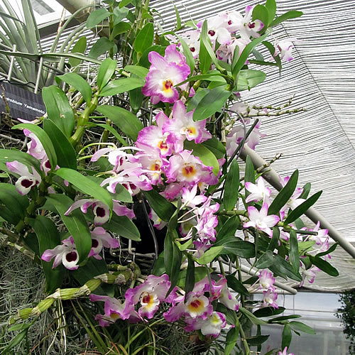 Dendrobium Dendrobium
