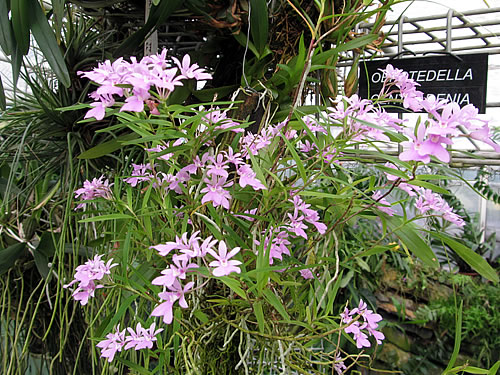 Oerstedella_centradenia Oerstedella_centradenia