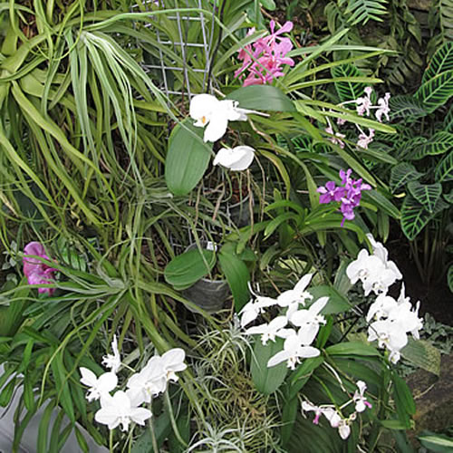 Phalaenopsis a Vanda