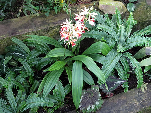 Phaius Phaius