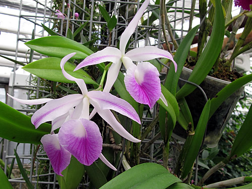 Laelia Laelia