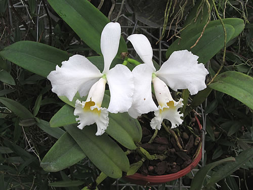 Cattleya Cattleya