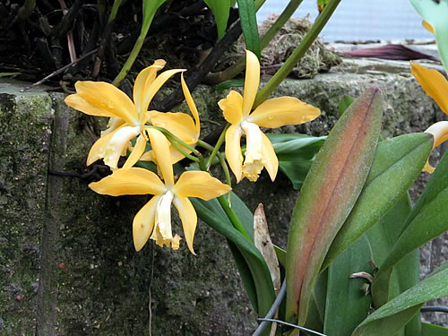 Žlutá laelia Žlutá laelia