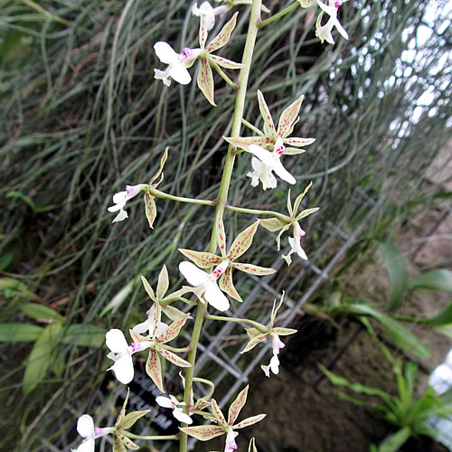 Epidendrum_diffusum Epidendrum_diffusum