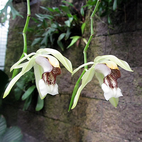 Coelogyne celebensis