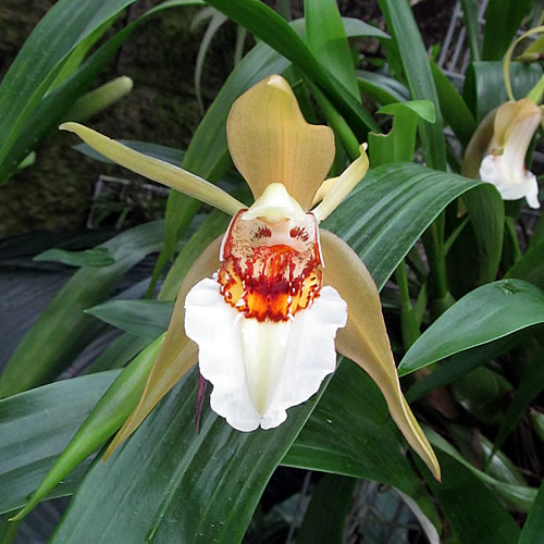 Coelogyne lawrenciana