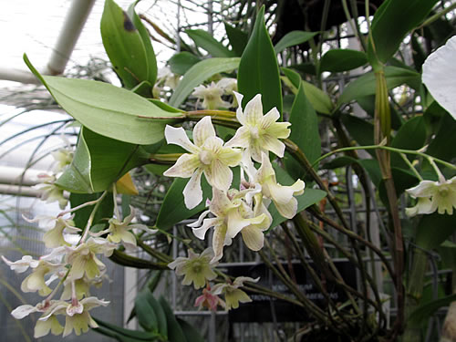 Dendrobium atroviolaceum x aberrans