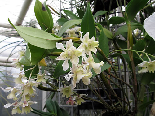 Dendrobium atroviolaceum x aberrans Dendrobium atroviolaceum x aberrans