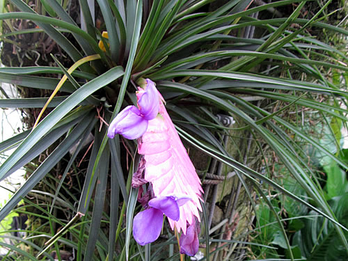 Tillandsia cyanea Tillandsia cyanea