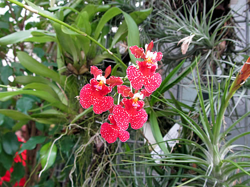 Oncidium Oncidium