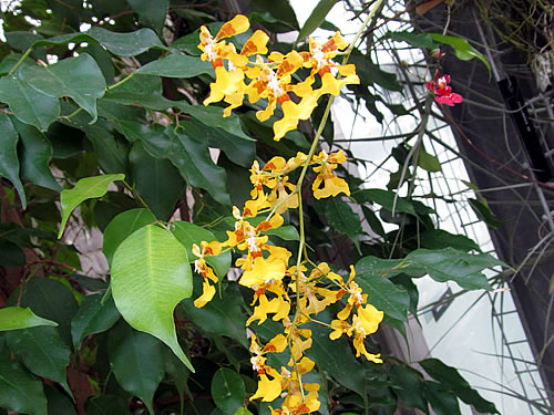 Oncidium Oncidium
