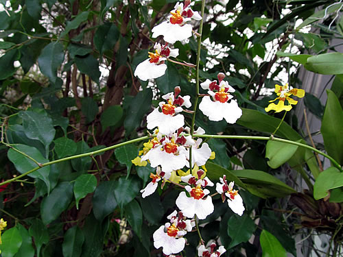 Oncidium Oncidium