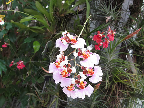 Oncidium