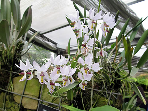 Barkeria melanocaulon Barkeria melanocaulon