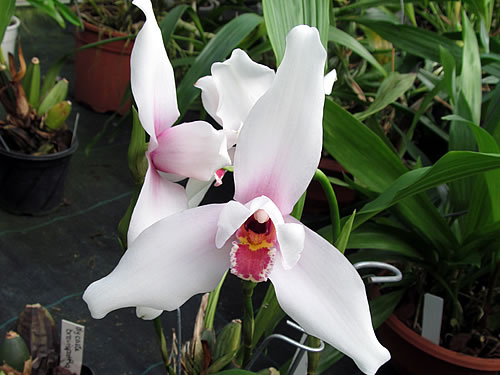 Lycaste skinerii