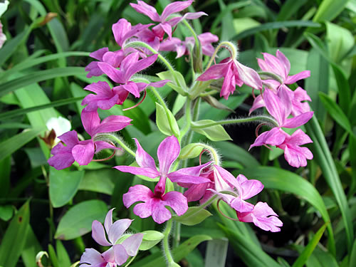Calanthe rosea Calanthe rosea