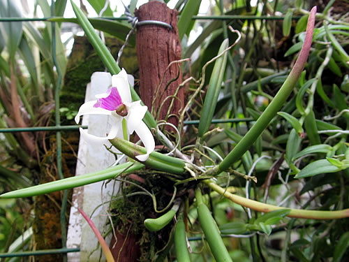 Leptotes_bicolor