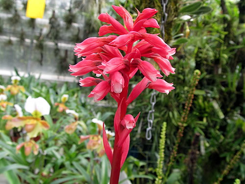 Stenorhynchos speciosum Stenorhynchos speciosum
