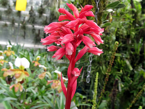 Stenorhynchos speciosum