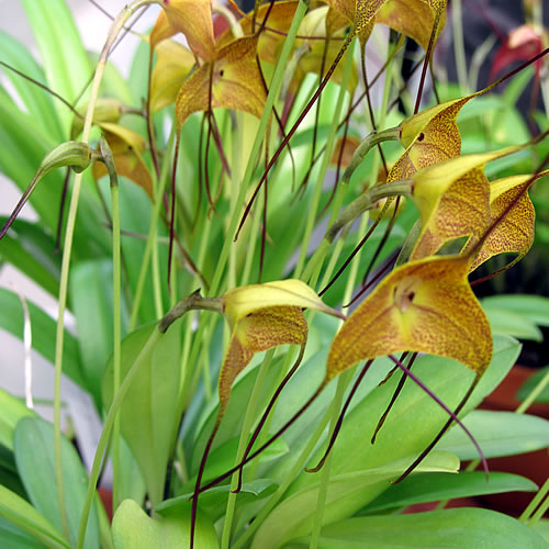 Masdevallia