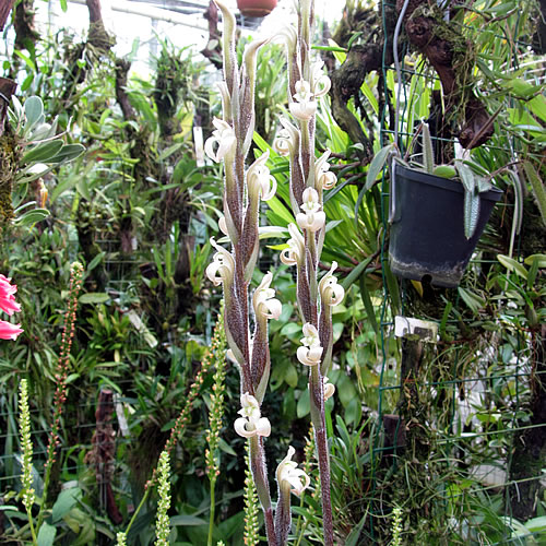 Sarcoglottis acaulis Sarcoglottis acaulis