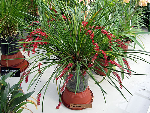 Dendrochilum wenzelii Dendrochilum wenzelii