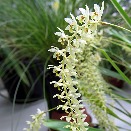 Dendrochilum tenellum Dendrochilum tenellum