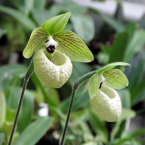 Paphiopedilum Paphiopedilum