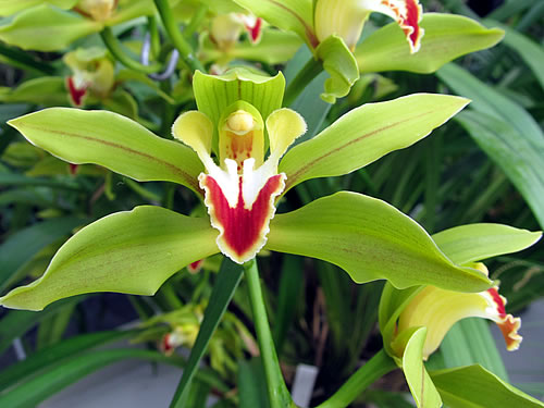 Cymbidium lowianum