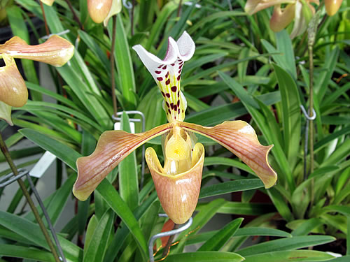 Paphiopedilum gratrixianum