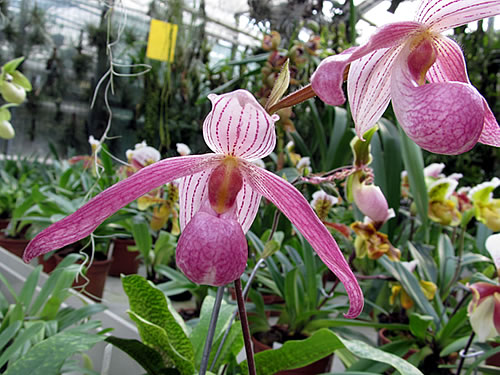 Paphiopedilum Paphiopedilum