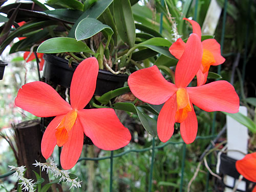 Sophronitis Sophronitis