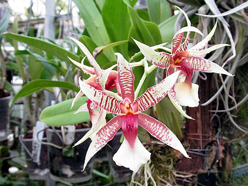 Oncidium hastilabium Oncidium hastilabium