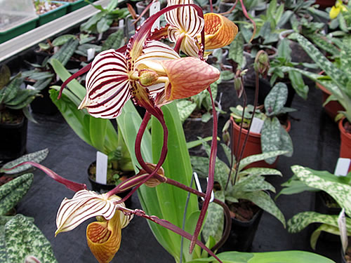 Paphiopedilum moustache