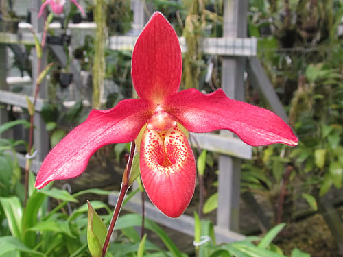 Phragmipedium pearcei bessae Phragmipedium pearcei bessae