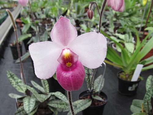 Paphiopedilum delenatii Paphiopedilum delenatii