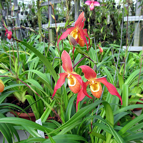 Phragmipedium pearcei bessae