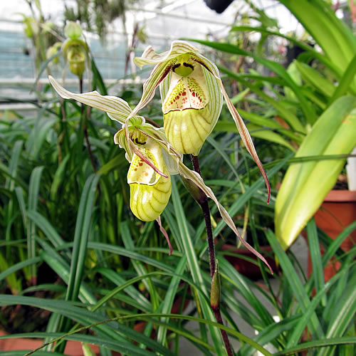 Phragmipedium