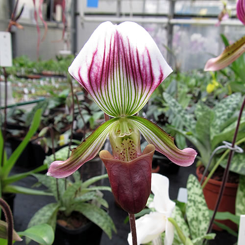 Paphiopedilum callosum